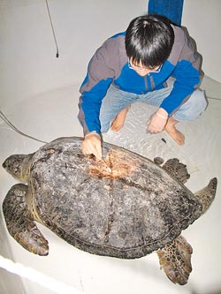 ▲海大海生所博士生陳禾張等多位師生，24小時排班照料綠蠵龜，為它清創傷口、打營養針。（吳政峰攝）