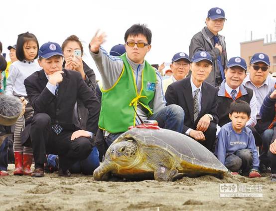 　健康回家
　綠蠵龜「卡卡」2日在台電、日本交流協會、海大研究學會等協助下，重返大海。（楊明峰攝）