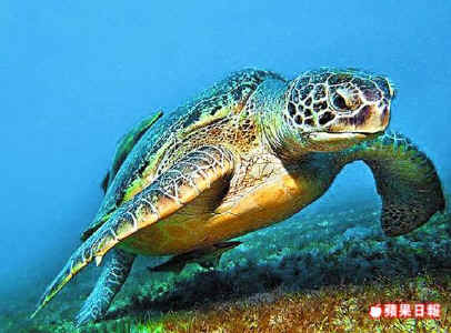 在海洋中生活的綠蠵龜已瀕臨絕種。