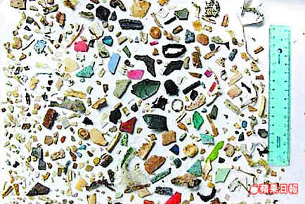研究人員在阿根廷海岸的一隻綠蠵龜屍體內找到上百片誤食下肚的塑膠碎片。