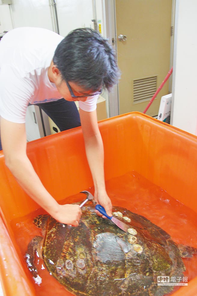 困網漂流3月 玳瑁差點餓死