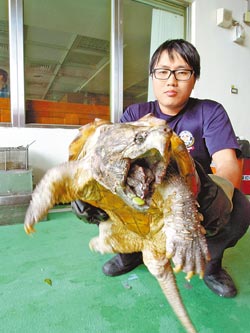 　鶯歌消防分隊22日上午逮到這隻體型壯碩但脾氣兇惡的鱷龜。（陳俊雄攝）