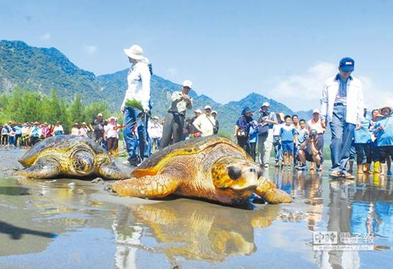 東海岸偶有海龜擱淺或混獲，海洋大學與海生館建置東部通報系統，最終目的是將落難的海龜野放。（莊哲權攝）