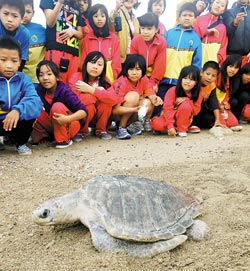 　　最佳教材
　▲海生館昨日在車城鄉後灣海灘野放2隻海龜，小朋友目睹野放過程，看著海龜緩緩爬向海邊，非常興奮。（潘建志攝）