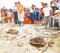 　生態教育在學童的「加油！」聲中，小海龜們一路平安游回大海的家。（陳可文攝）
