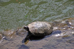 　新竹公園麗池原可看到很多烏龜，最近多「消失」無蹤，只見幾隻在做日光浴。（羅浚濱攝）