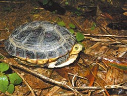 　農委會擬將翡翠水庫集水區列為野生動物食蛇龜保護區，防止民眾大量獵捕。（新北市動保處提供）