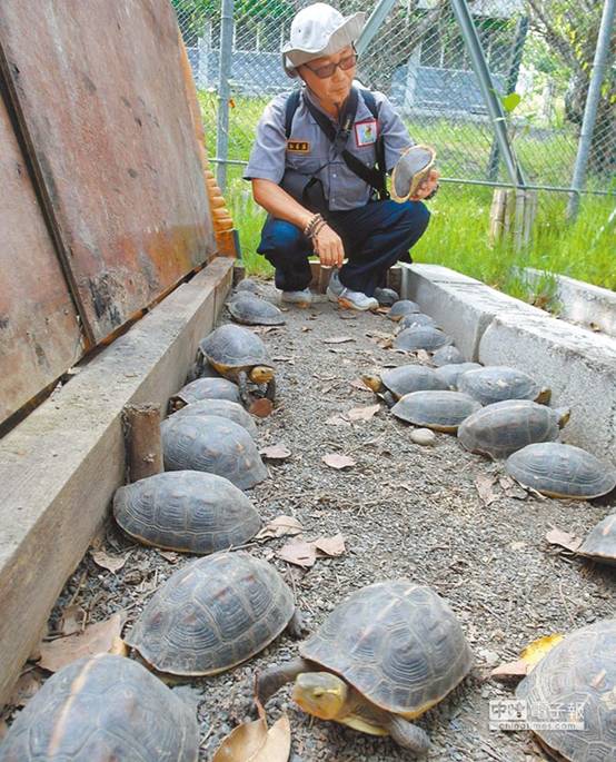 「食蛇龜收容站」是社頂生態旅遊參觀點之一，因盜捕仍盛，不開放一般遊客參觀。（潘建志攝）