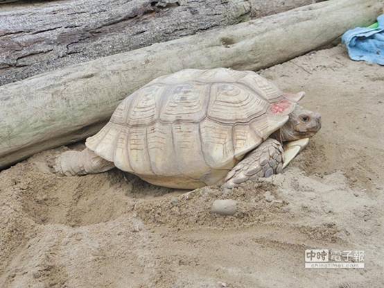 象龜阿美挖洞產卵。（台北市立動物園提供）