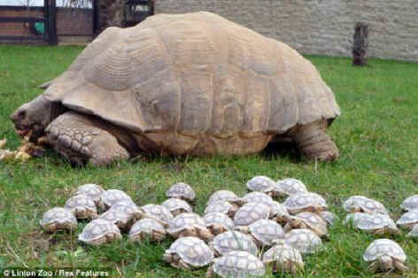 Learning to crawl: Kali, pictured with some of her 45 children, is hard pressed to keep up with the huge brood