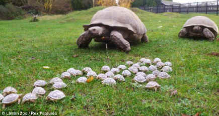 Giant ambition: Hulking Kali, right, and Louis play with the babies at Linton Zoo, where they were born