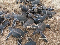 　屏東小琉球沙灘綠蠵龜卵進入孵化期，近半「小綠」會定居下來不再洄游到其他海域。（琉球鄉公所提供）