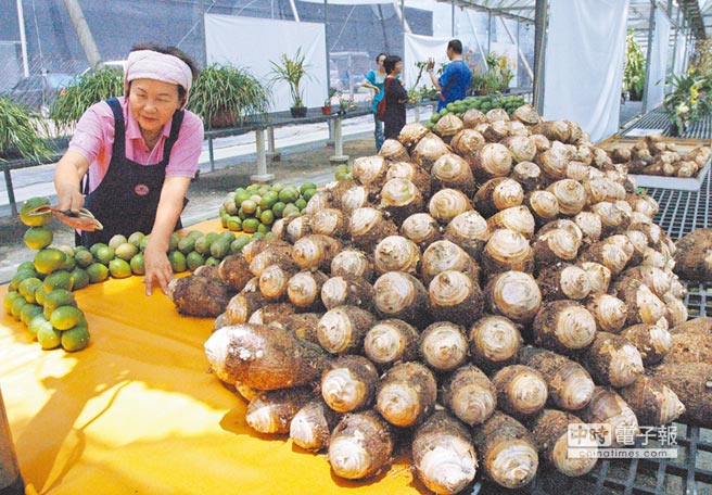 蔡婉靜用千斤檸檬與芋頭打造龜蛇兩將軍，為玄天上帝祝壽。（林和生攝）